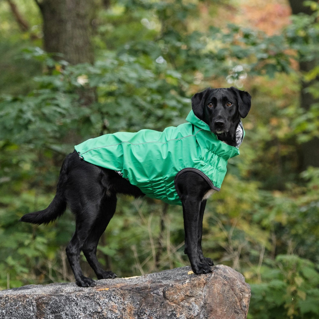 Reversible Dog Raincoat | Green Leaves